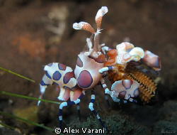 Hymenocera elegans dinner by Alex Varani 